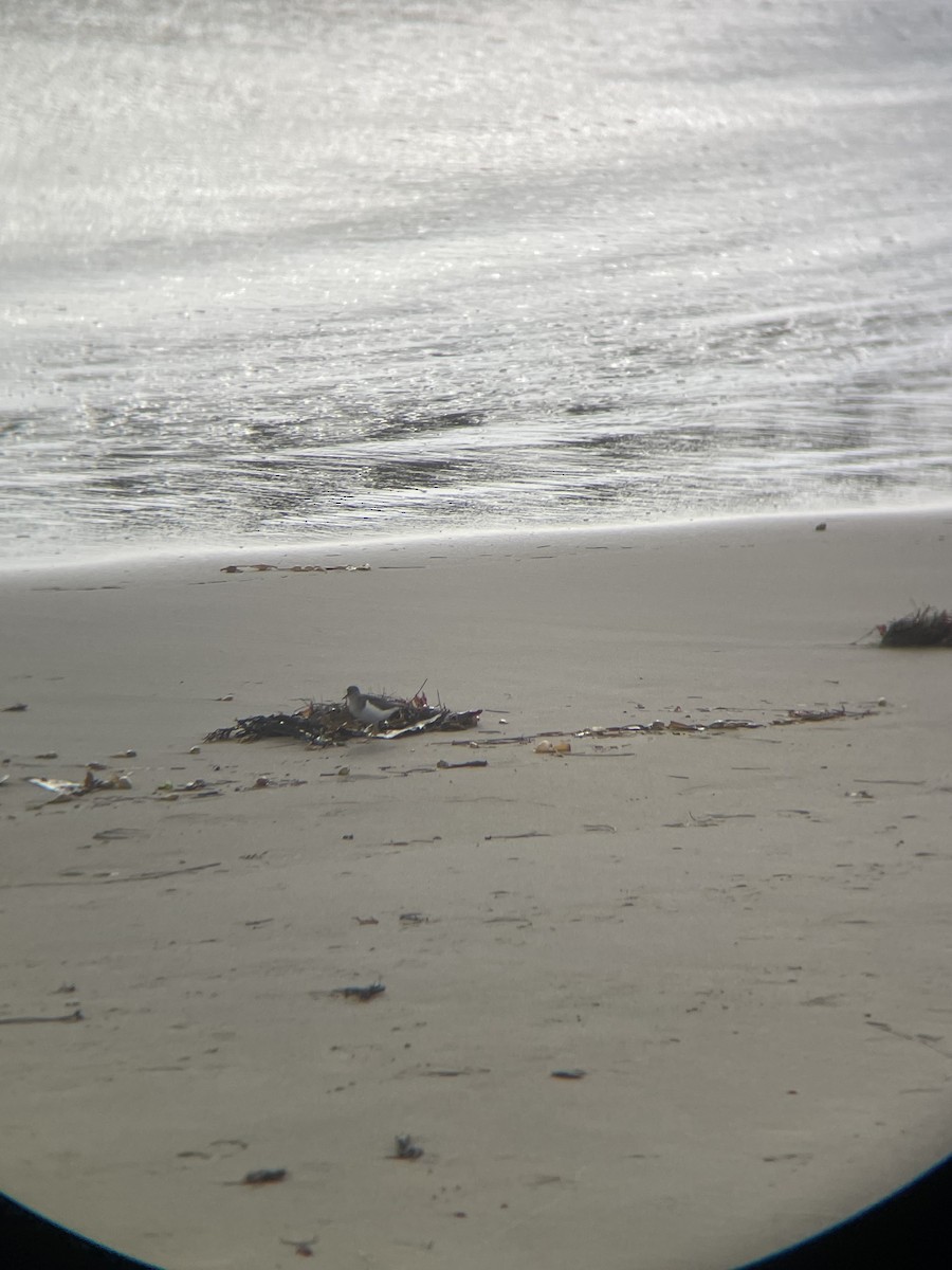 ביצנית נקודה - ML646161876