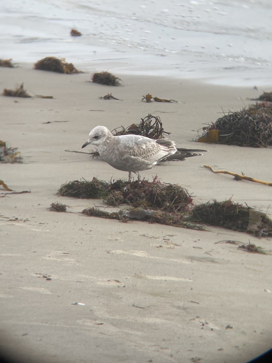 Short-billed Gull - ML646161890