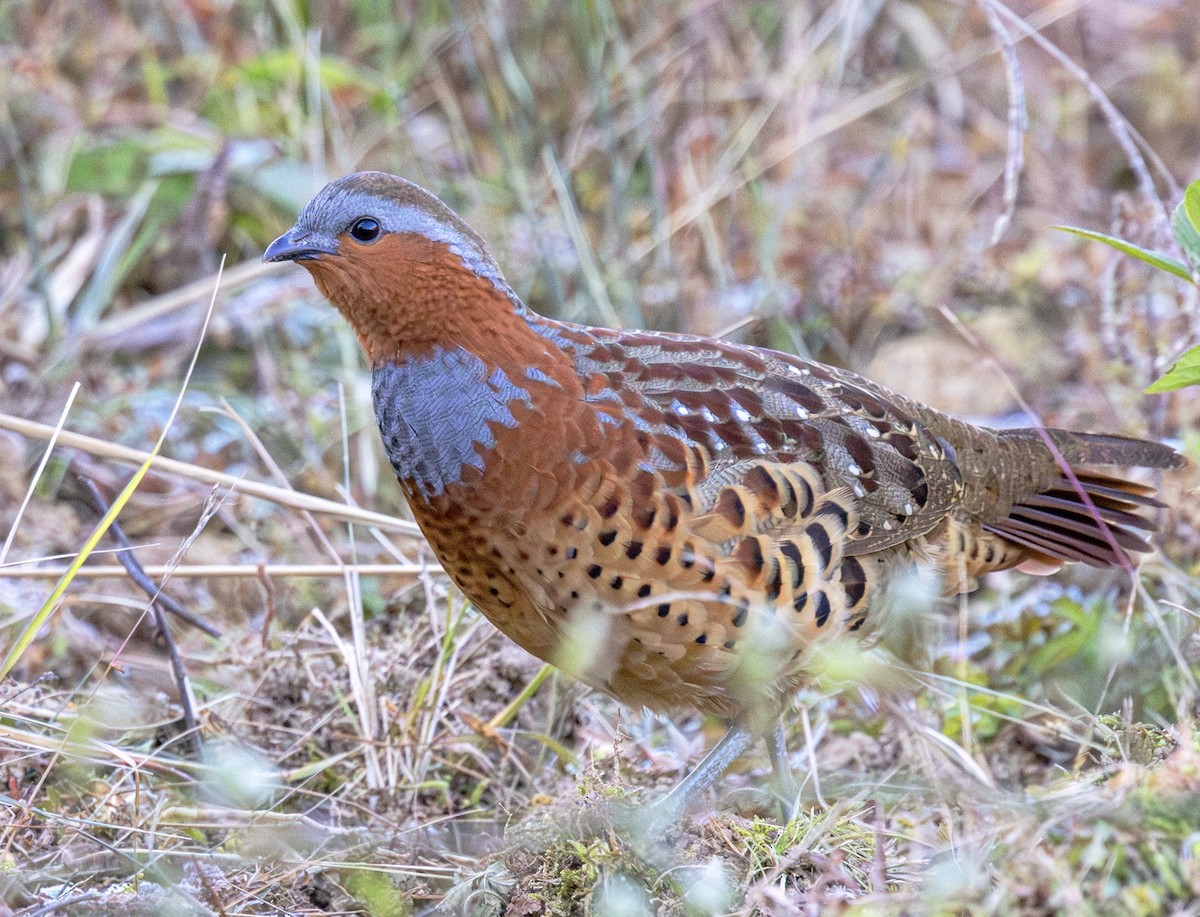 Chinese Bamboo-Partridge - ML646161891