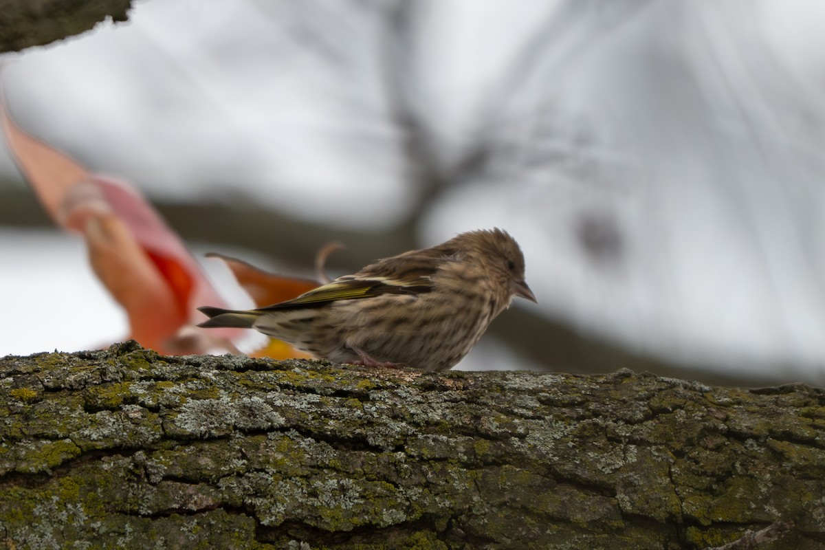 Pine Siskin - ML646161895