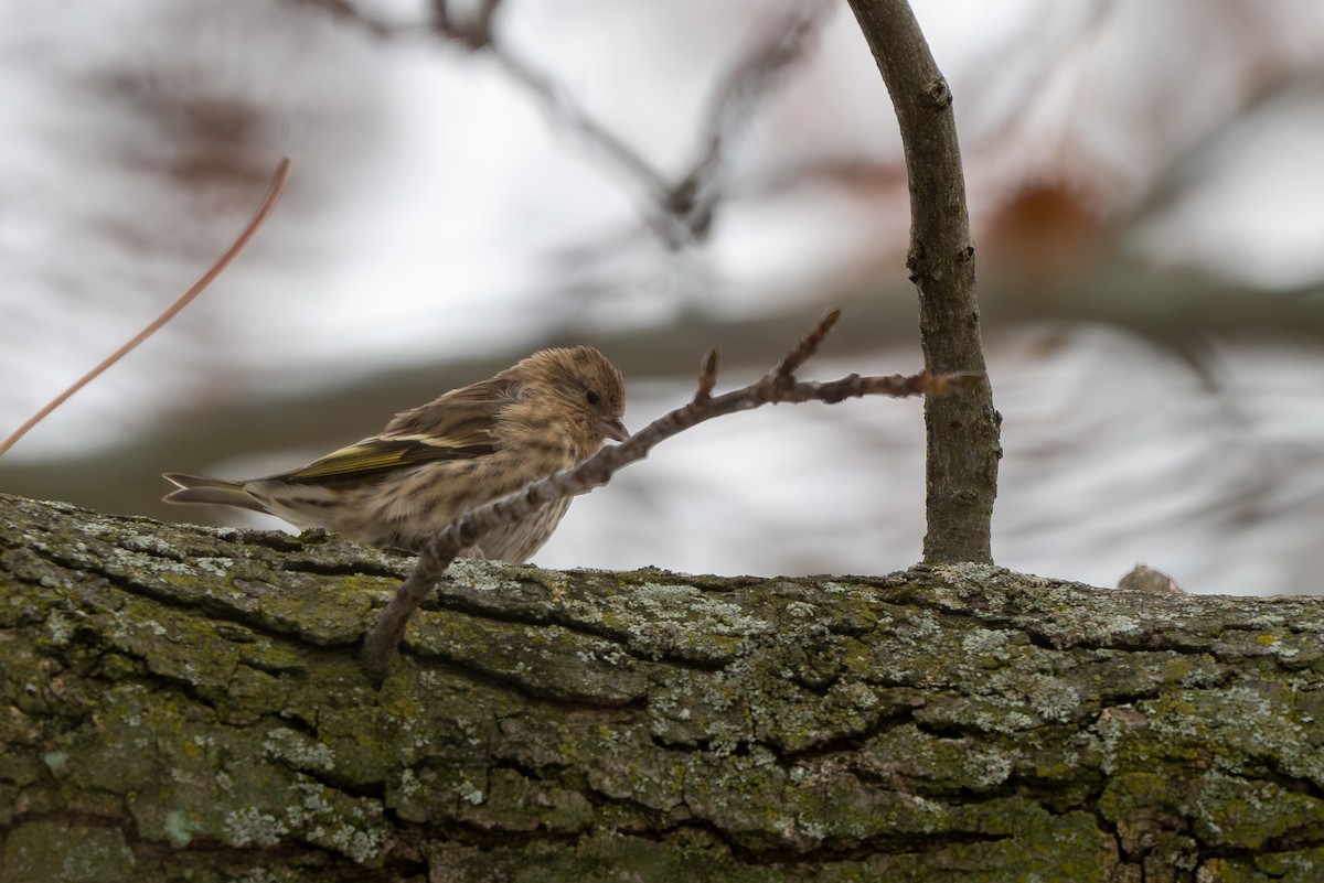 Pine Siskin - ML646161896