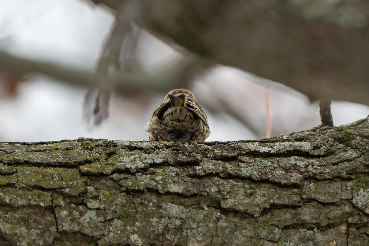 Pine Siskin - ML646161897