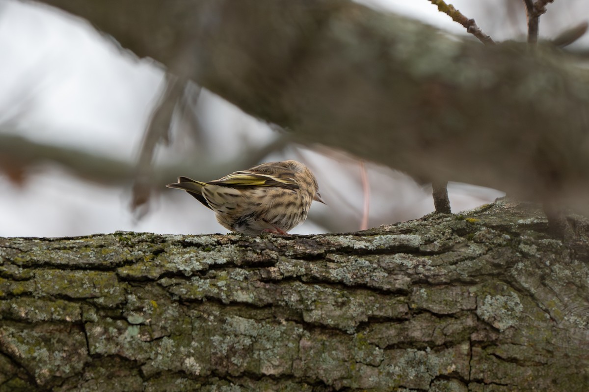 Pine Siskin - ML646161898