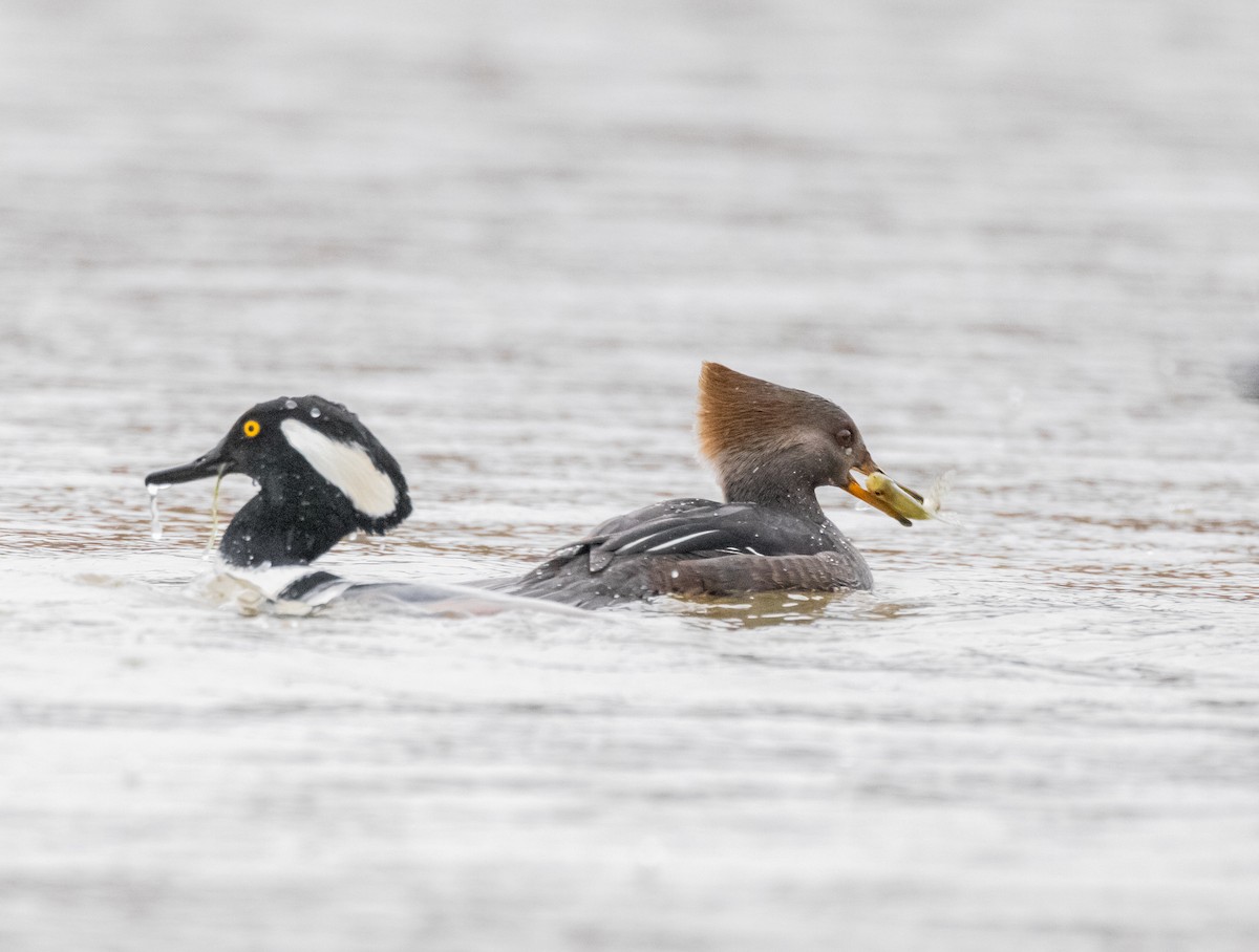 オウギアイサ - ML646161899