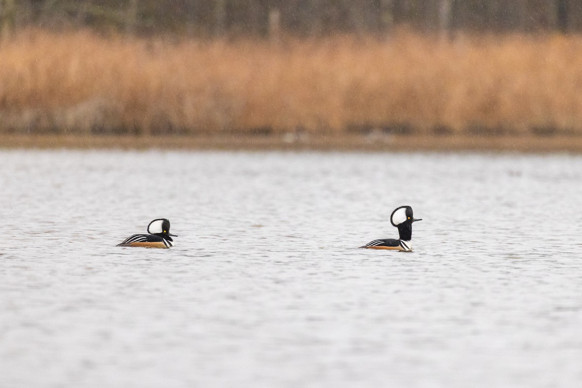 Hooded Merganser - ML646161900