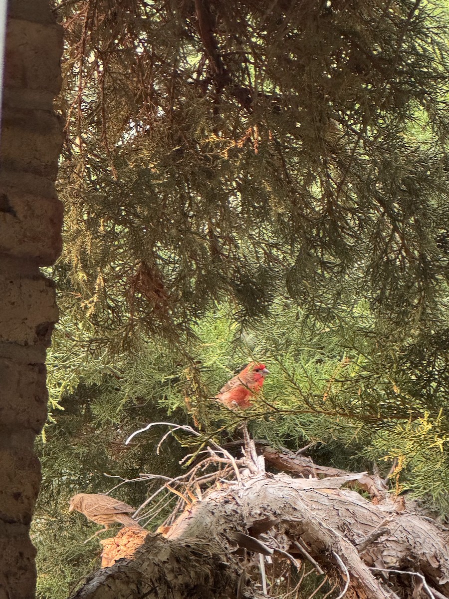 House Finch - ML646161901