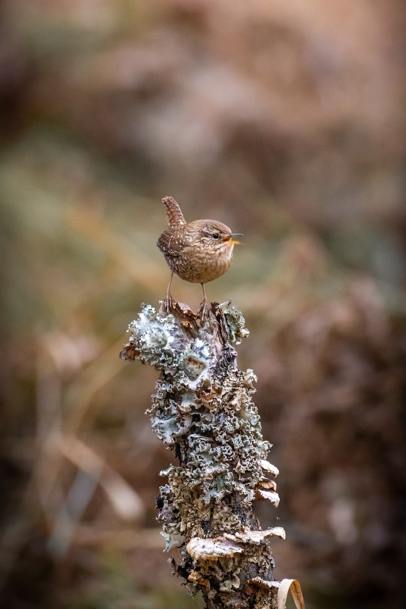 Winter Wren - ML646161902