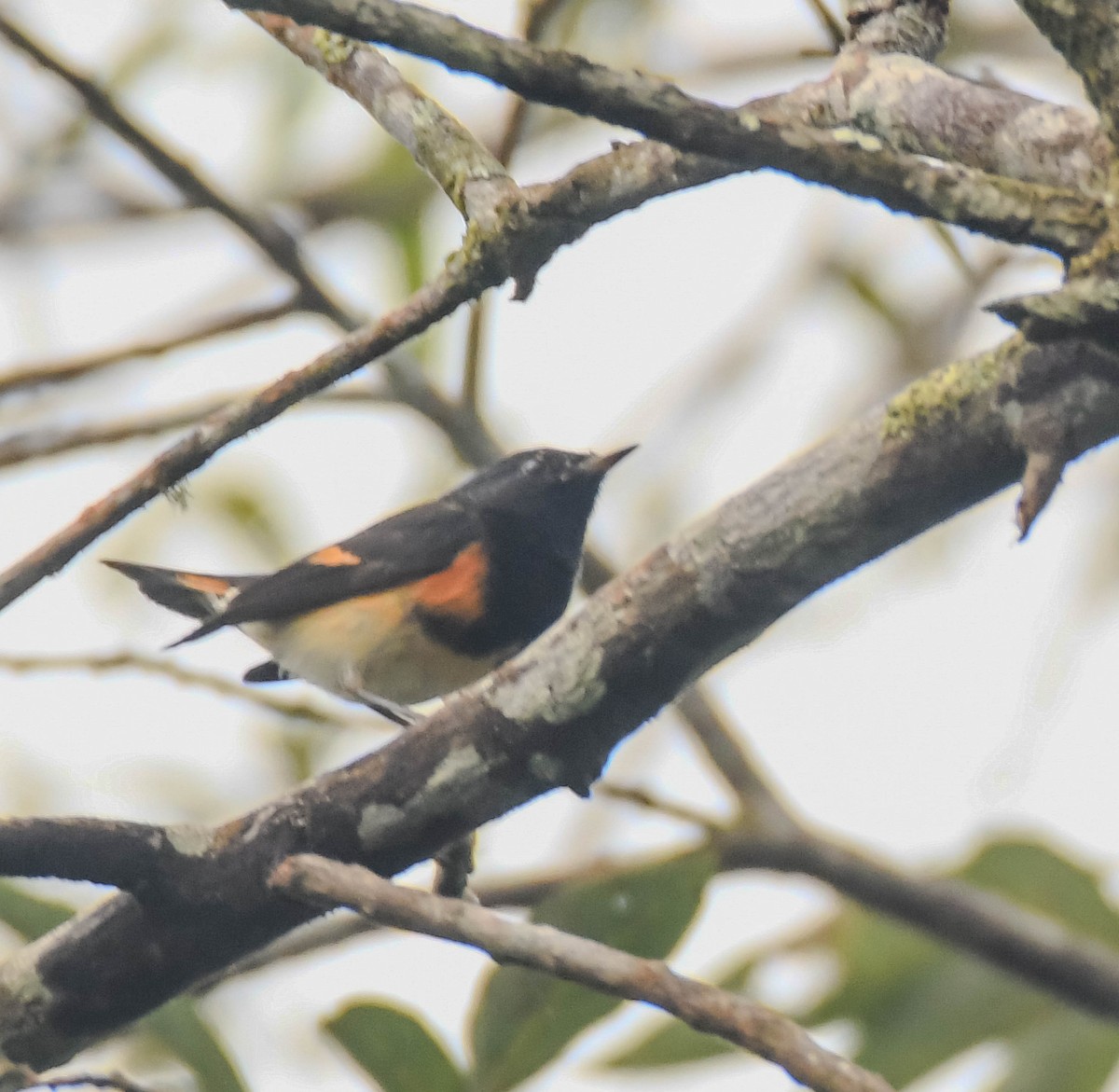 American Redstart - ML646161903
