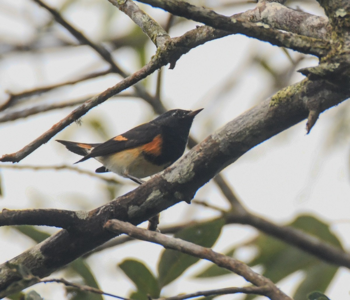 American Redstart - ML646161904