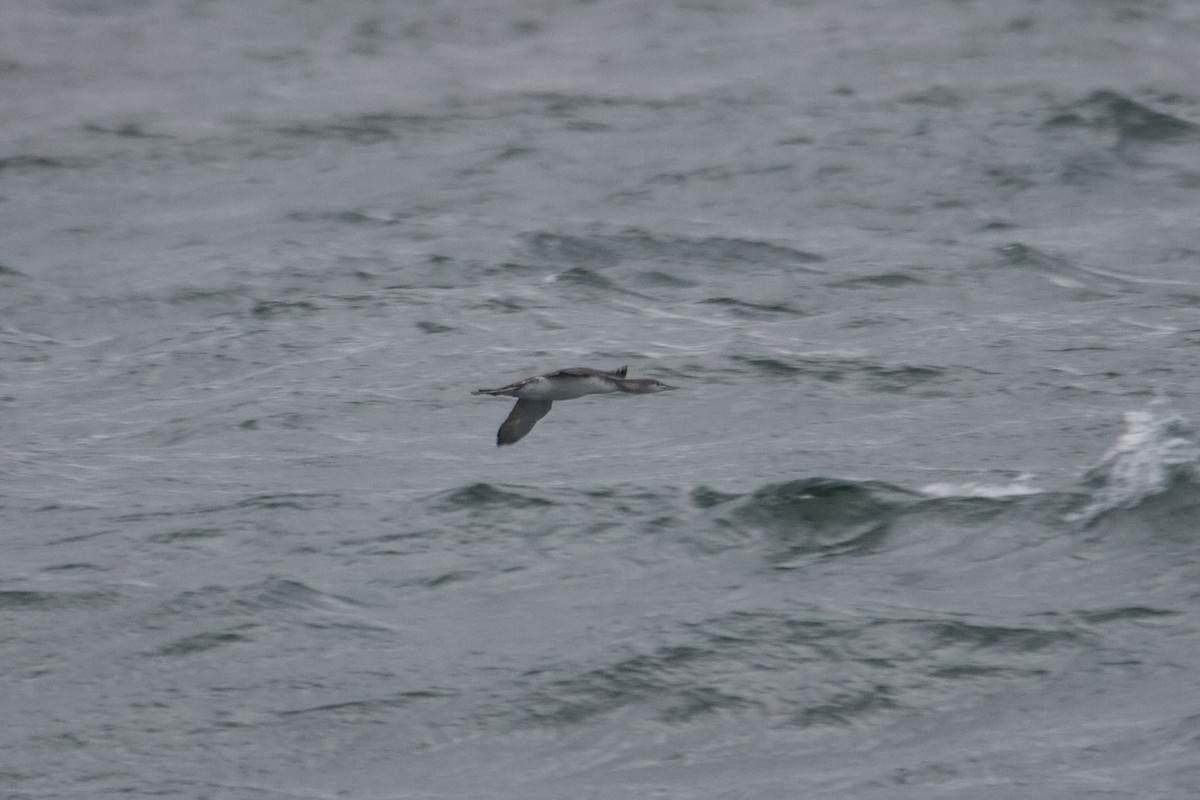 Red-throated Loon - ML646161906