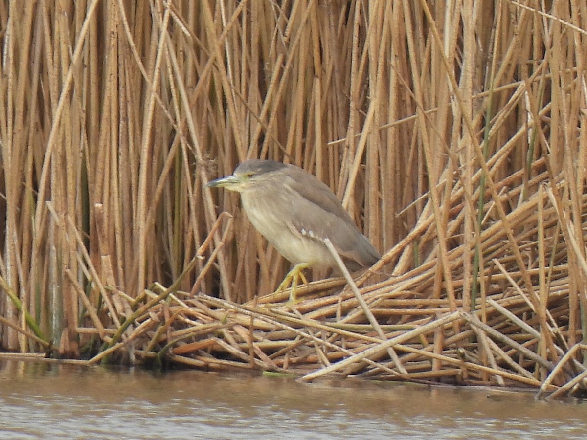 Black-crowned Night Heron - ML646161907