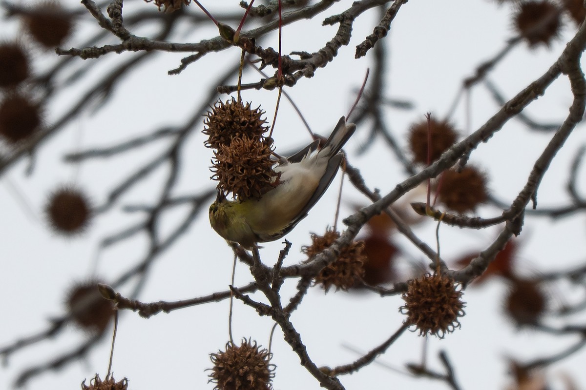 Dark-eyed Junco - ML646161909