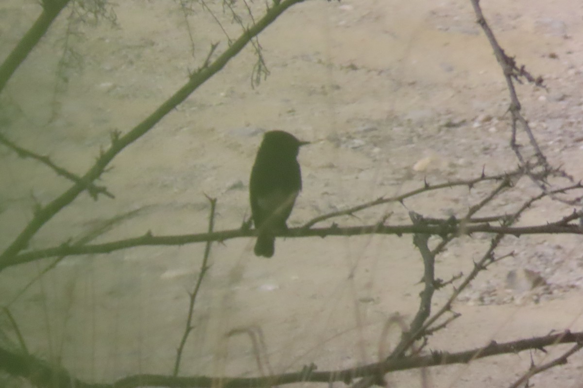 Black Phoebe - ML646161911