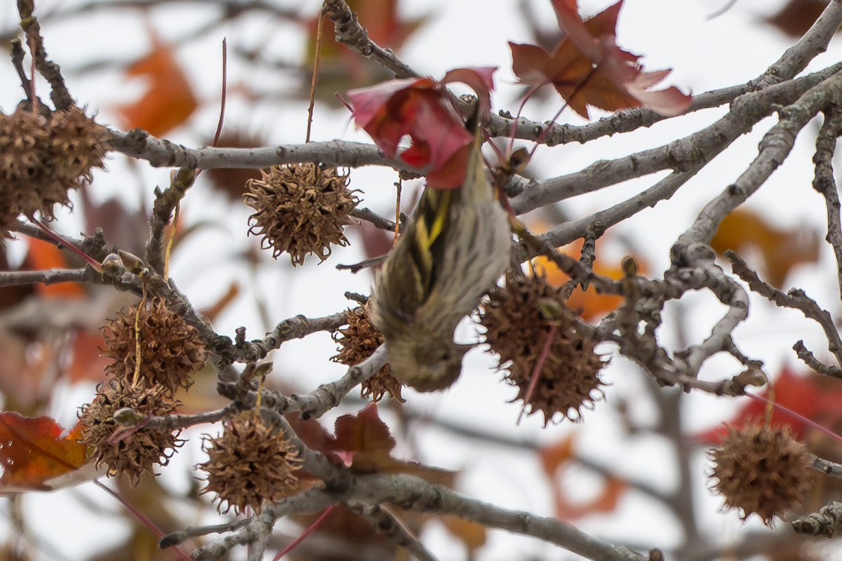 Pine Siskin - ML646161912