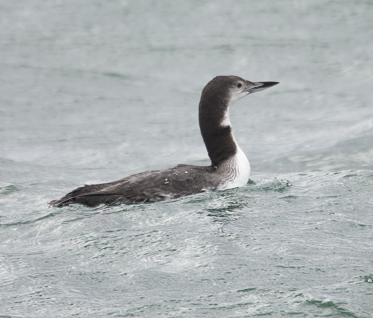 Common Loon - ML646161914