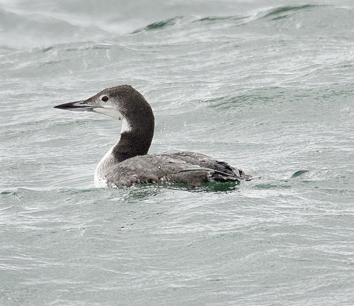 Common Loon - ML646161915