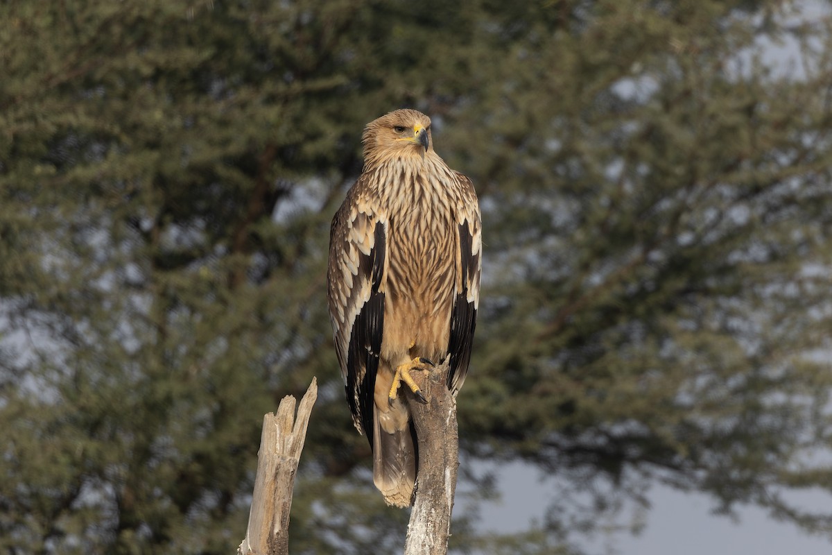 Imperial Eagle - ML646161917