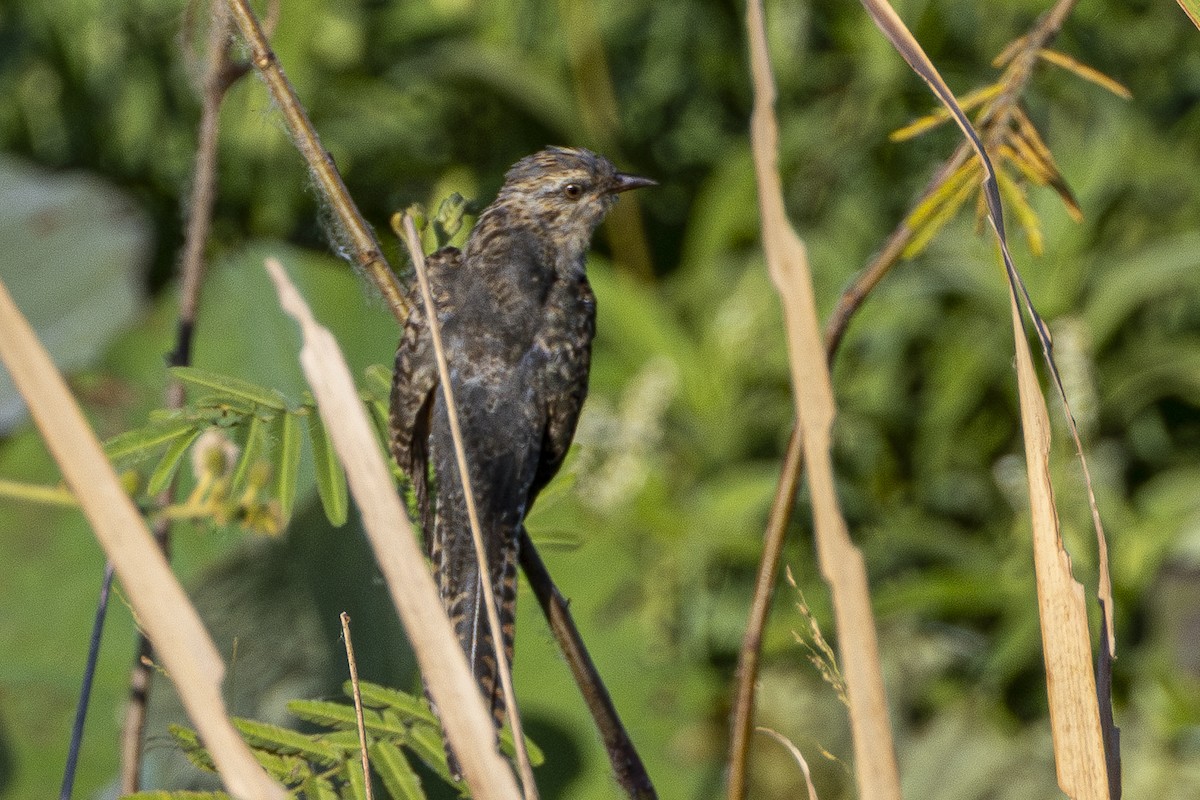 Plaintive Cuckoo - ML646161919