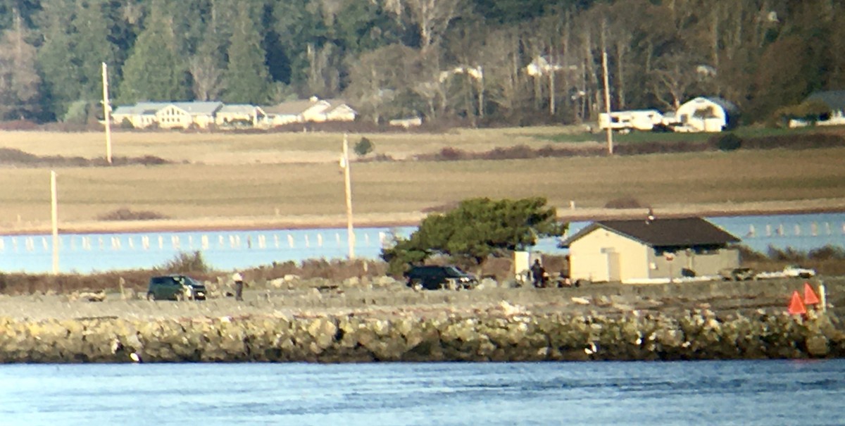 Great Egret - ML646161920