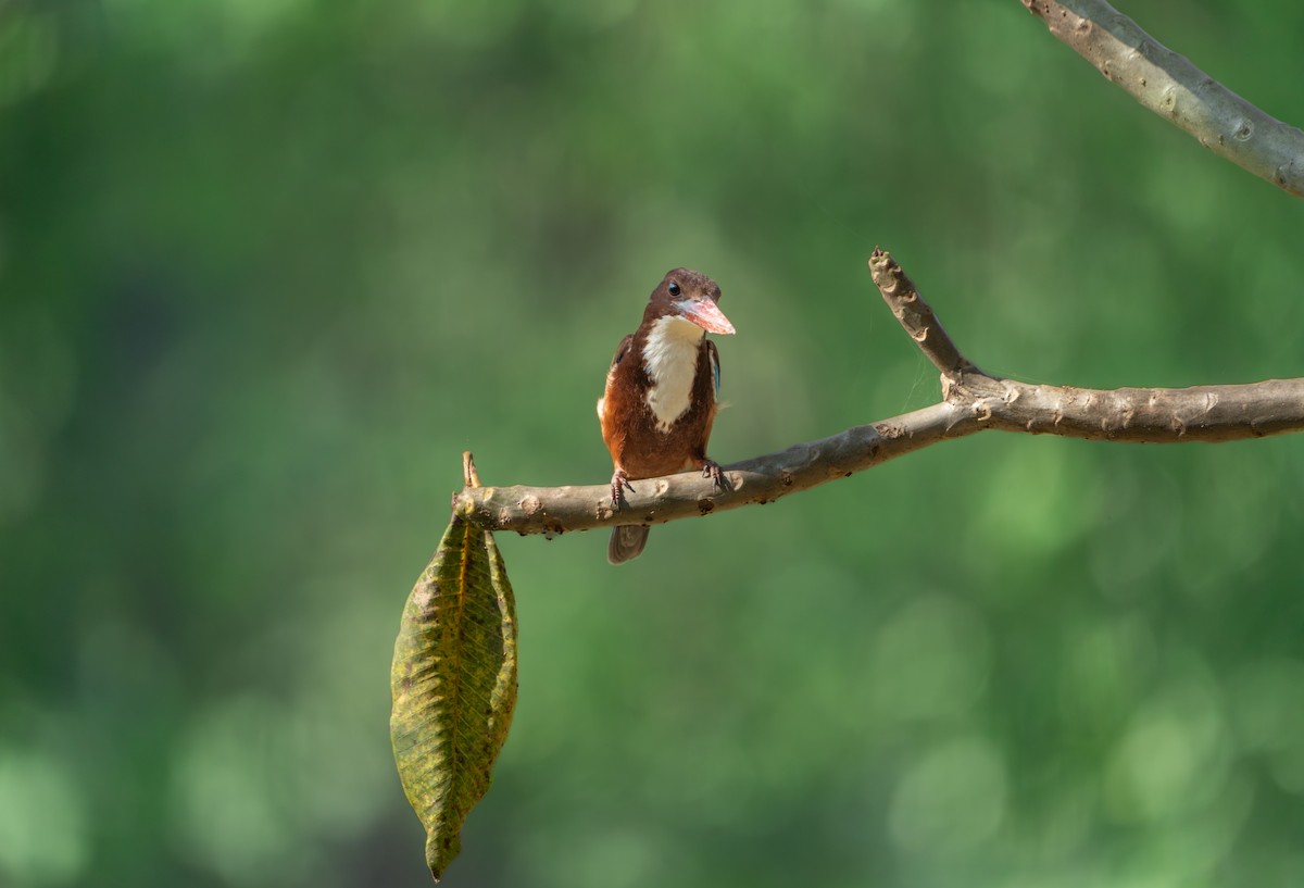 White-throated Kingfisher - ML646161922