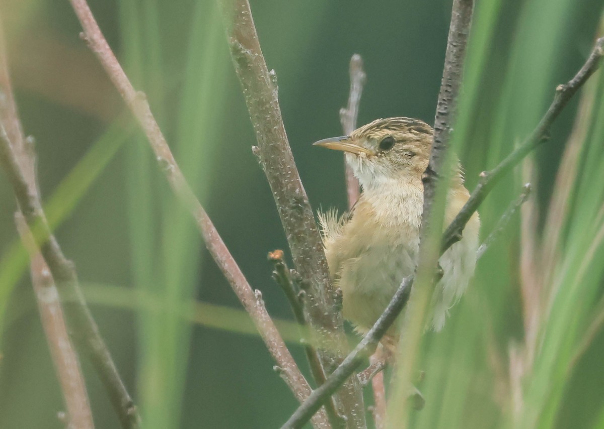 Sedge Wren - ML646161923