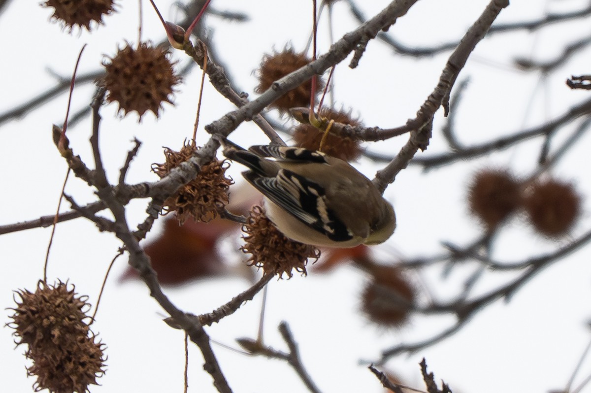 American Goldfinch - ML646161924