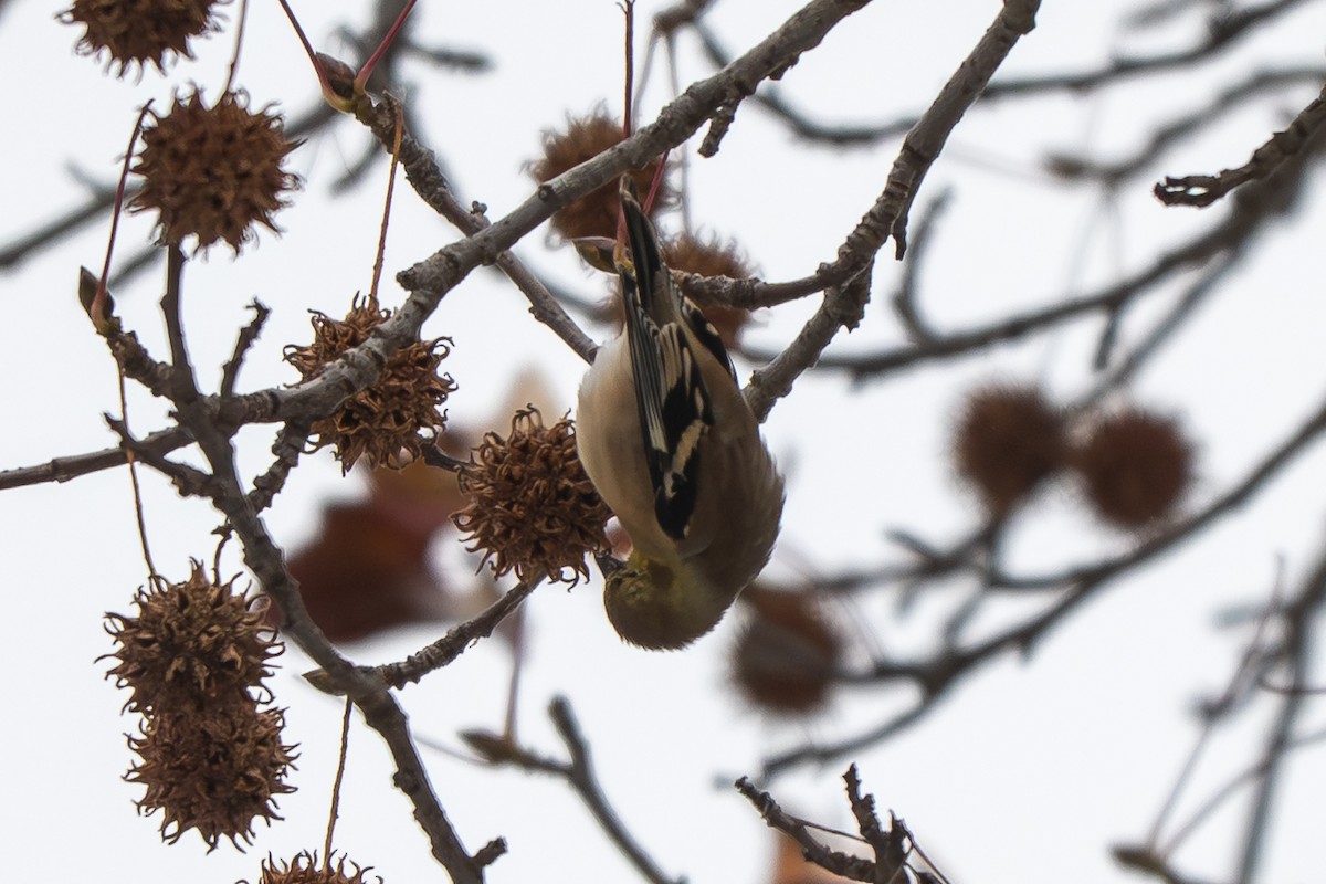 American Goldfinch - ML646161925