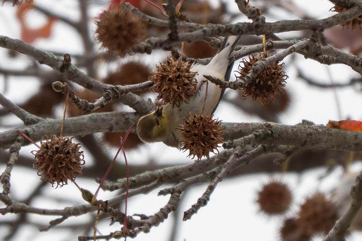 American Goldfinch - ML646161926