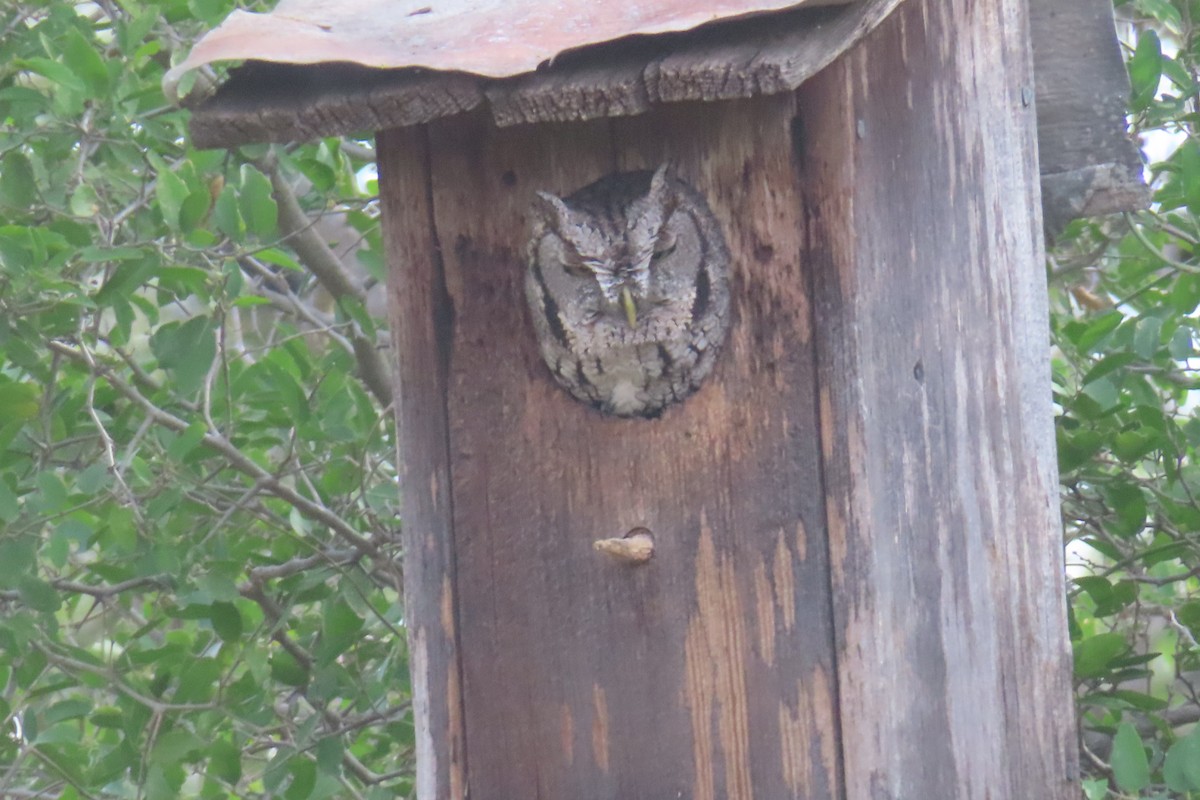 Eastern Screech-Owl - ML646161927