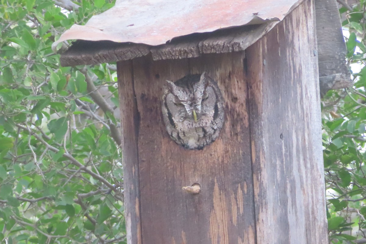 Eastern Screech-Owl - ML646161929