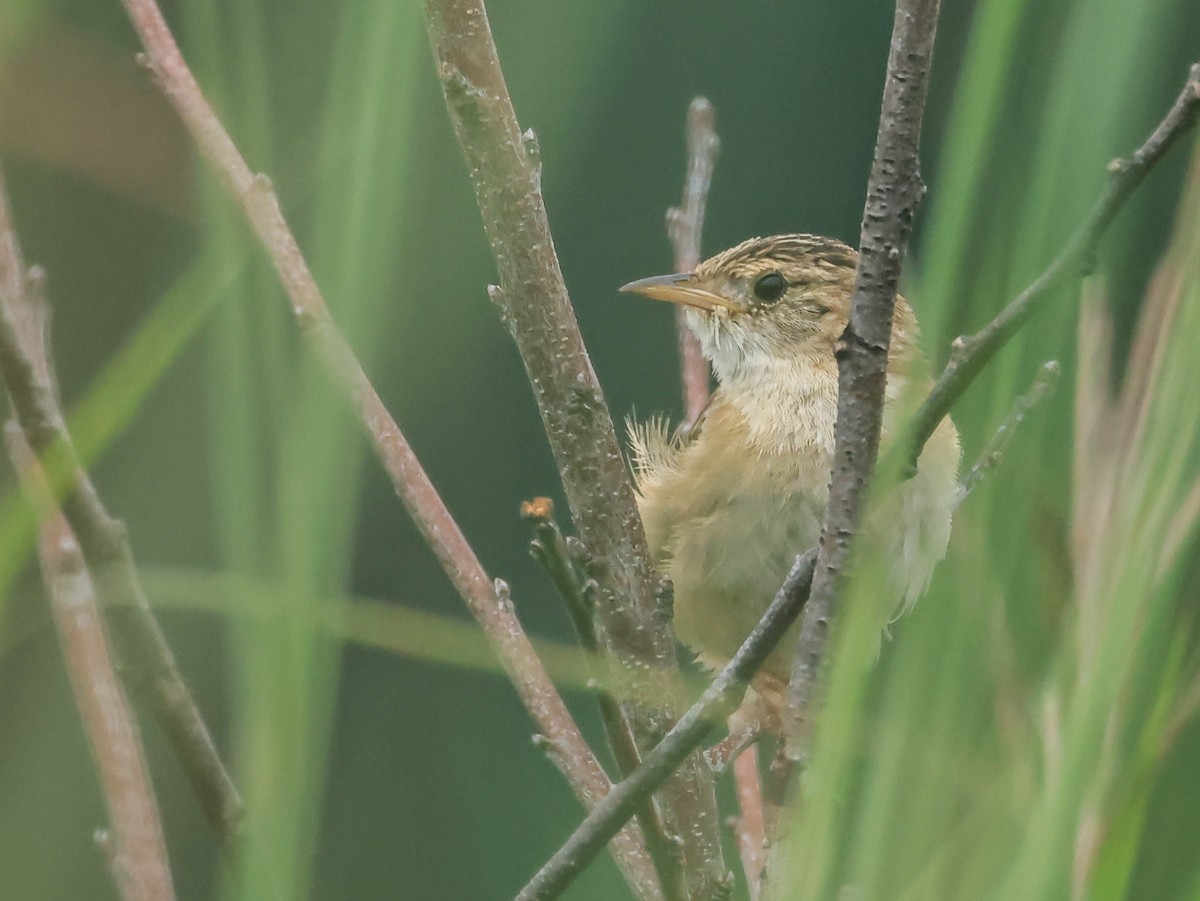 Sedge Wren - ML646161930