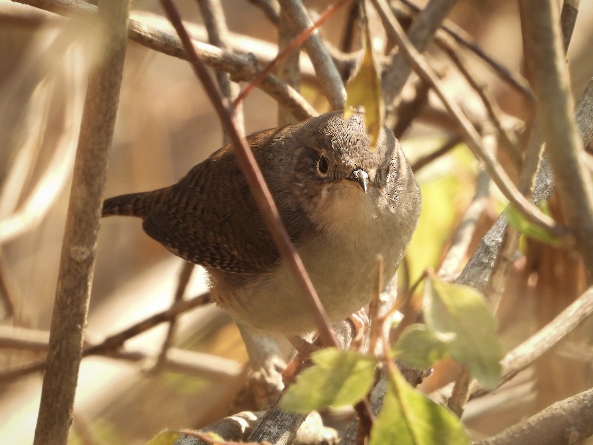Northern House Wren - ML646161931
