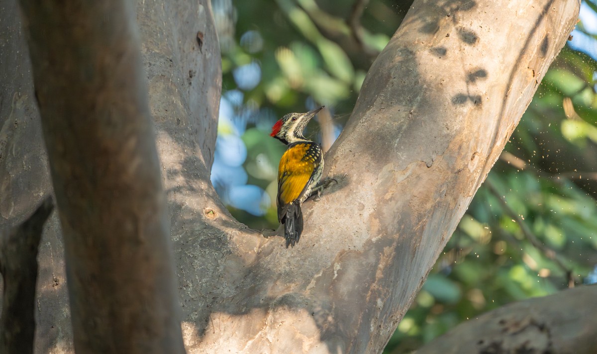 Black-rumped Flameback - ML646161932