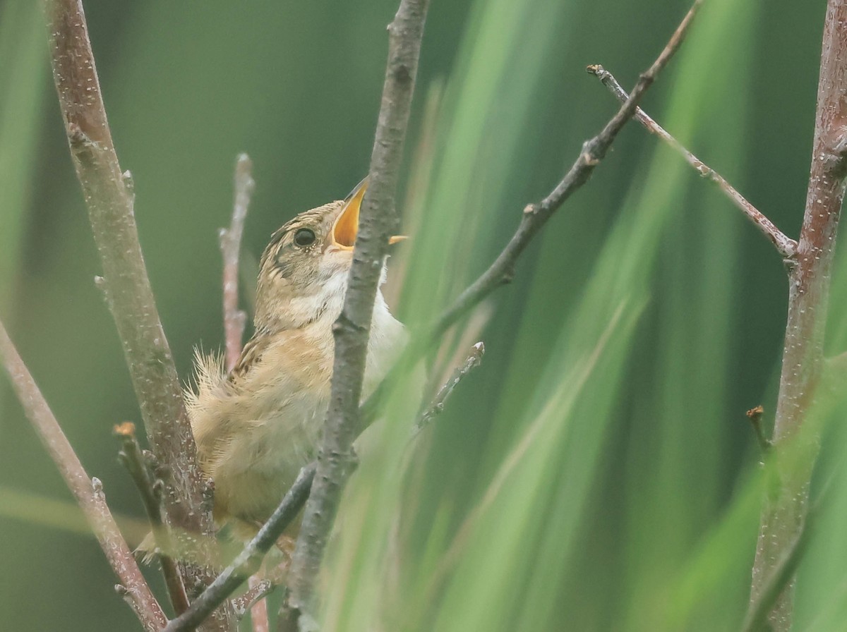 Sedge Wren - ML646161933