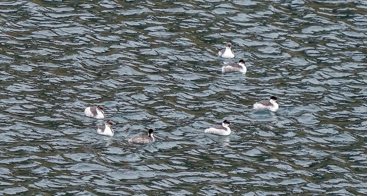 Silvery Grebe - ML646161934