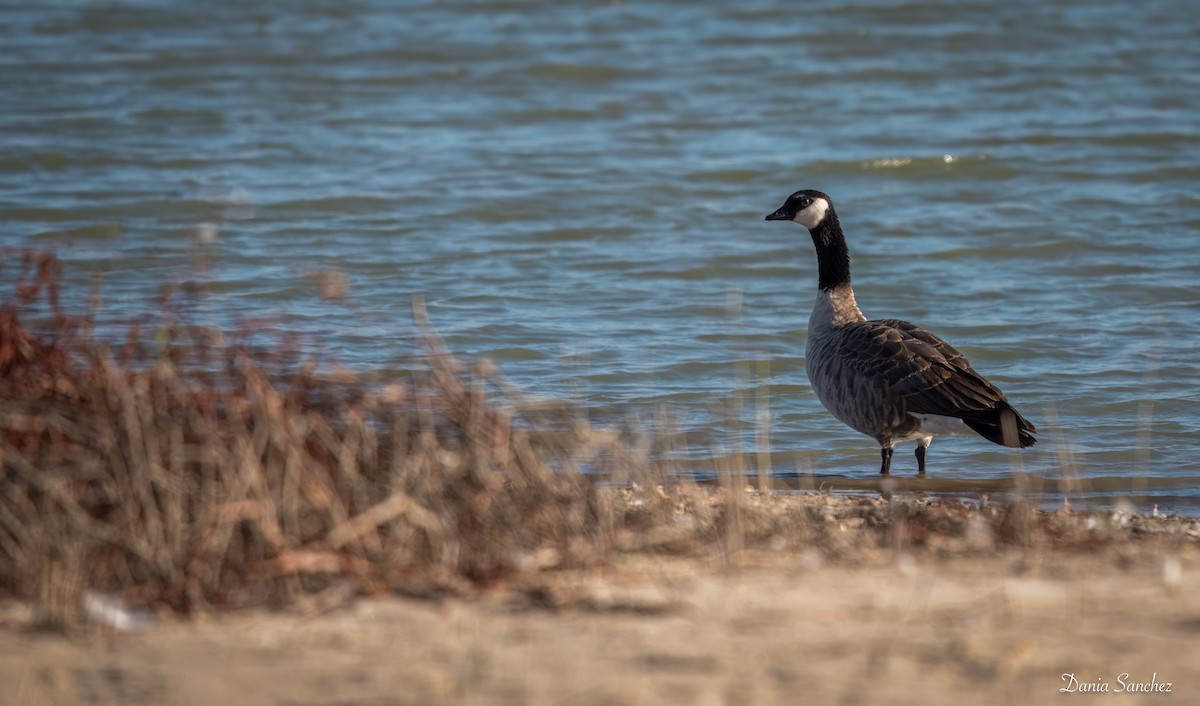 Cackling Goose - ML646161937