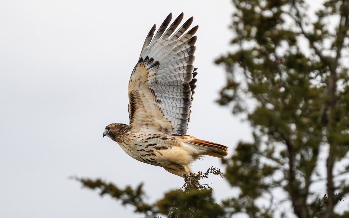 káně rudochvostá - ML646161940