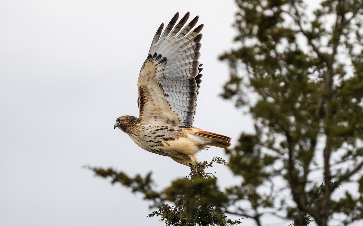 káně rudochvostá - ML646161941