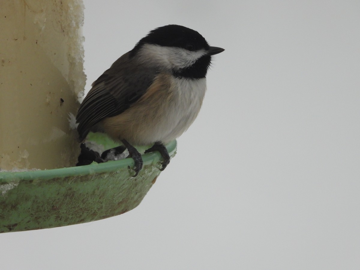 Carolina Chickadee - ML646161943