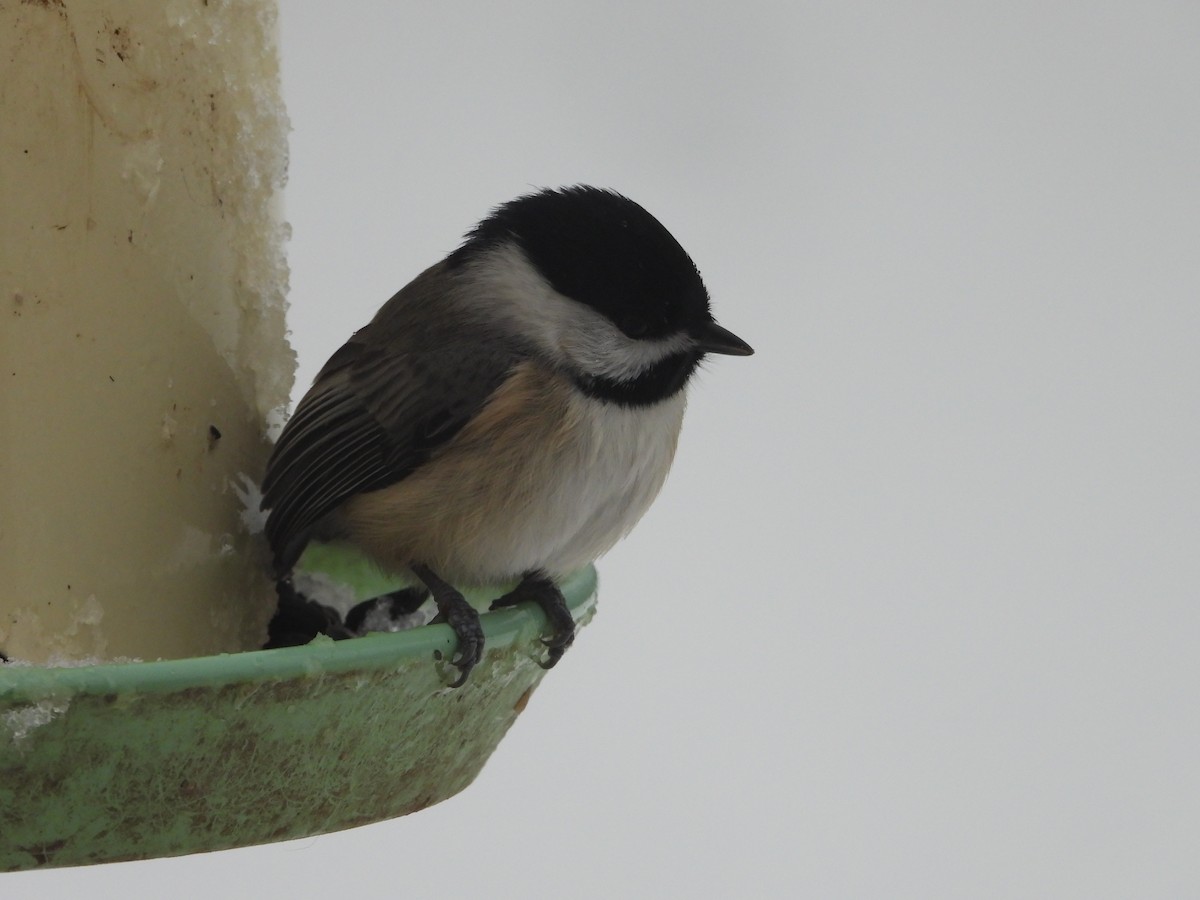 Carolina Chickadee - ML646161944