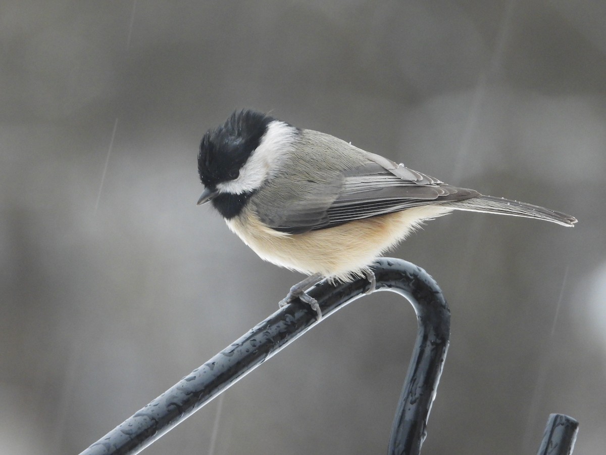 Carolina Chickadee - ML646161945