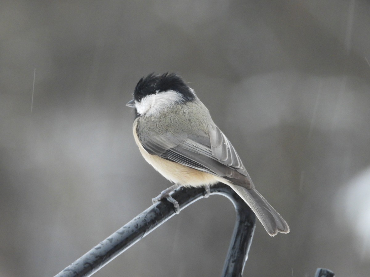 Carolina Chickadee - ML646161946