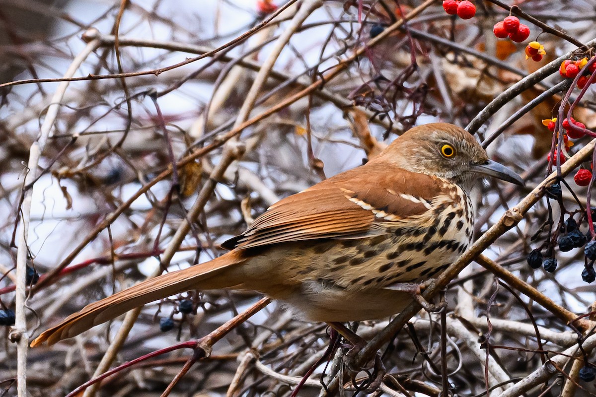 Brown Thrasher - ML646161948
