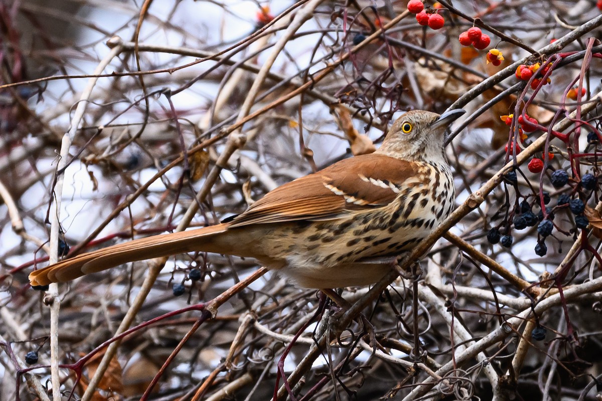 Brown Thrasher - ML646161949