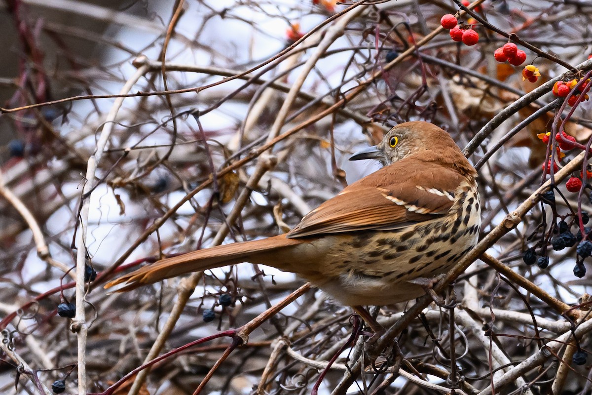 Brown Thrasher - ML646161950