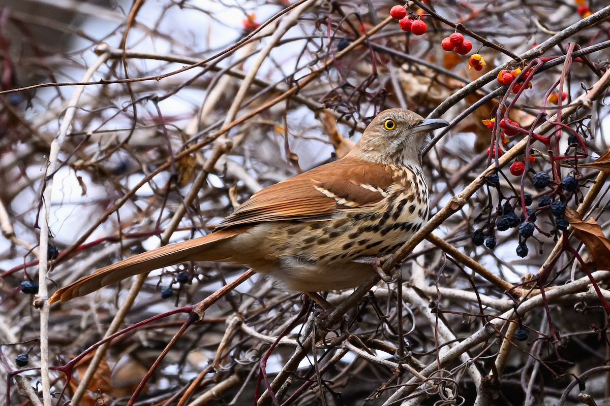 Brown Thrasher - ML646161951