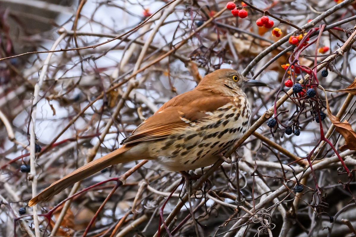 Brown Thrasher - ML646161952