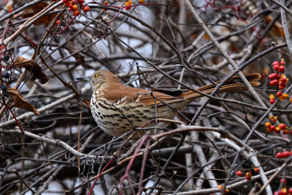 Brown Thrasher - ML646161953
