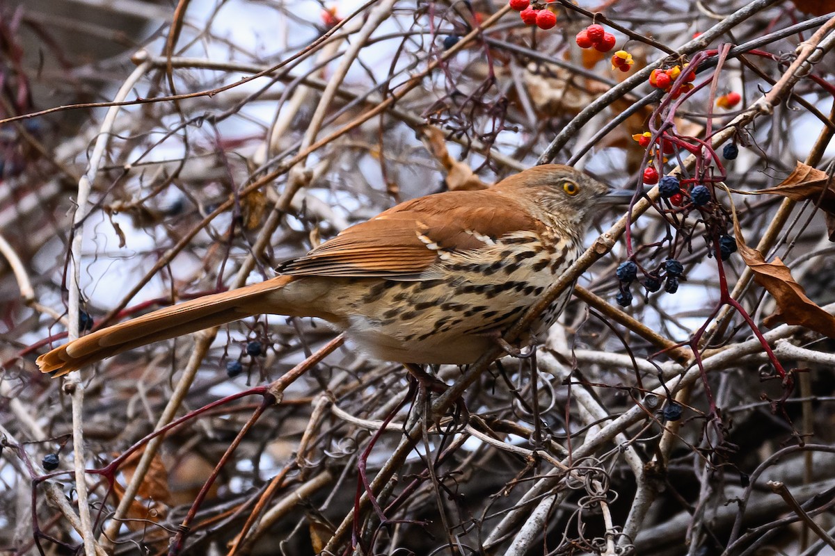 Brown Thrasher - ML646161954
