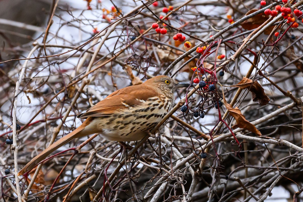 Brown Thrasher - ML646161955